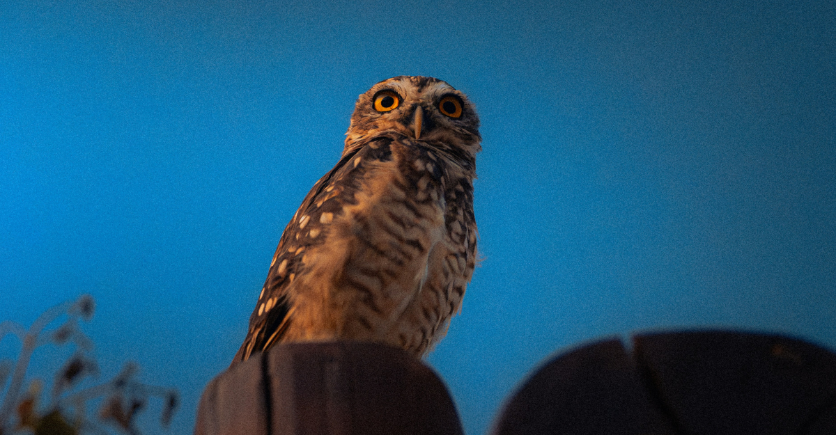 Comment observer les oiseaux de nuit : technique et espèces Image